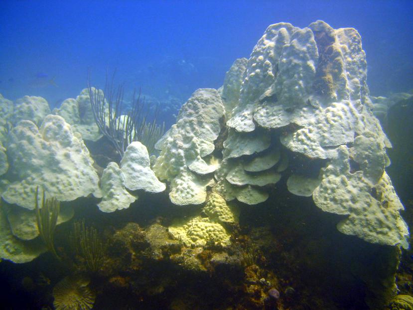 El aumento rápido en las temperaturas del mar supone un riesgo de blanqueamiento de corales a partir de septiembre.