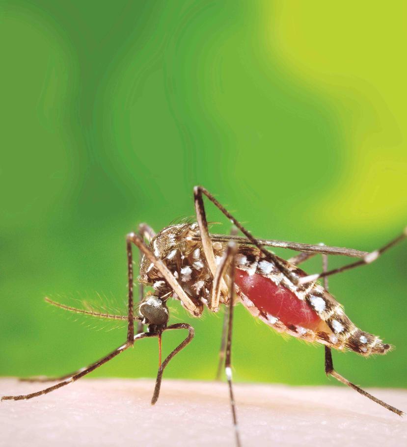 El macho del Aedes aegypti no pica, pues se alimenta de néctar, pero la hembra de ese zancudo depende de nuestra sangre para poder desarrollar los huevos que van a perpetuar su especie. (James Gathany / CDC)