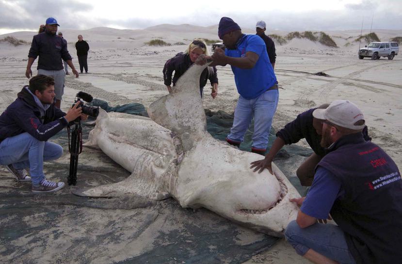 Una autopsia a un tiburón blanco. (AP)