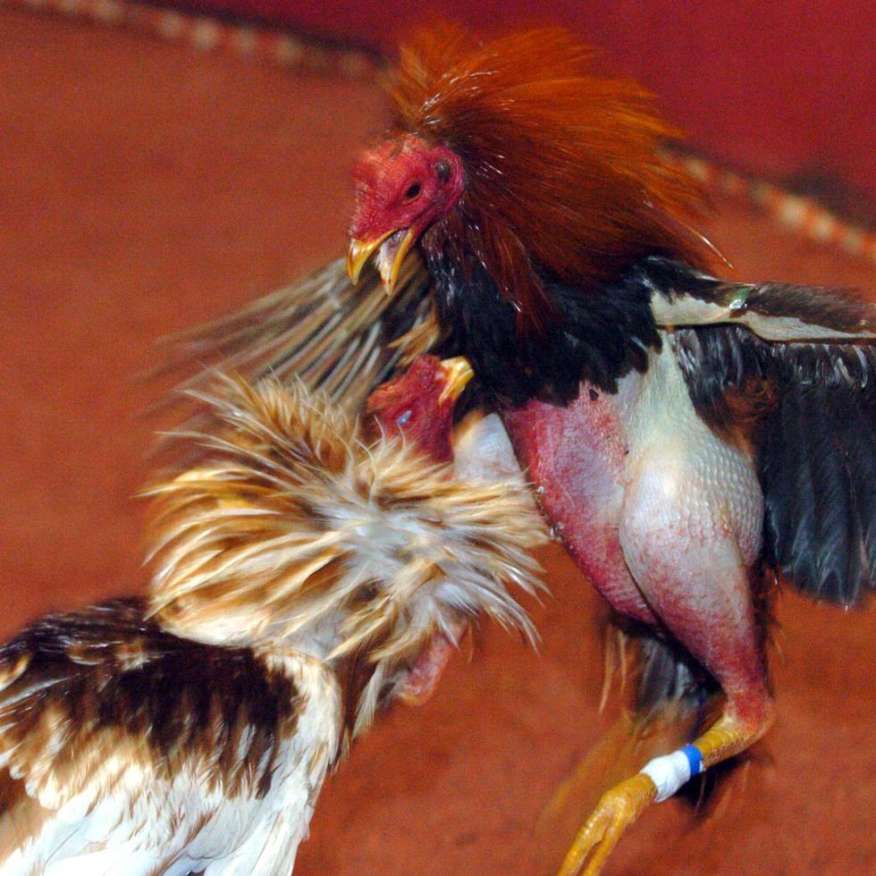 Tribunal Supremo de Estados Unidos rehusa revisar la impugnación de la ley federal que prohíbe el negocio de las peleas de gallos (Archivo / GFR Media)