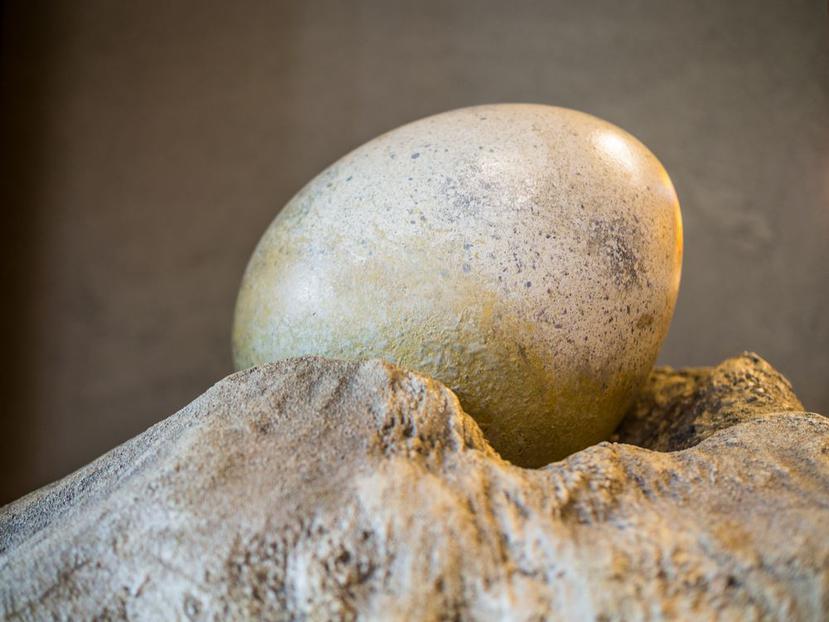 Huevo de dinosaurio. (Archivo/Shutterstock)