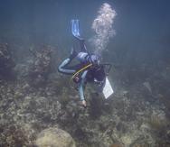 Catalina Morales Ruiz, biloga marina de Sea Ventures bucea para aplicar tratamiento a corales el 11 de junio del 2021 en Vieques, Puerto Rico. Bilogos del Departamento de Recursos Naturales aplican un tratamiento con amoxicilina para tratar una enfermedad de Perdida del Tejido del Coral Duro que esta afectando a los corales de Puerto Rico.