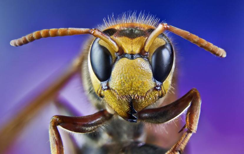 Los expertos reconocen que los insectos están muriendo. (Shutterstock)