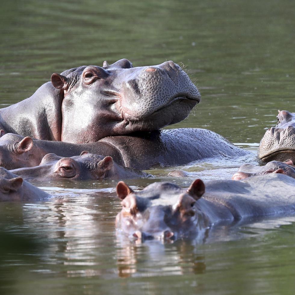 El fallo del juez de EE.UU., de mediados de octubre, “se limita a autorizar a los hipopótamos (en este caso sus defensores) a obtener pruebas en apoyo de su demanda en Colombia”.