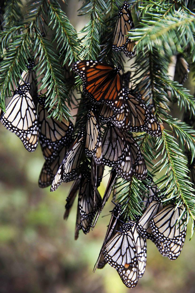 Mariposas monarca cuelgan de la rama de un árbol en el santuario de Amanalco de Becerra en las montañas cerca del extinto volcán del Nevado de Toluca en México, el jueves 14 de febrero de 2019. (AP/ Marco Ugarte)