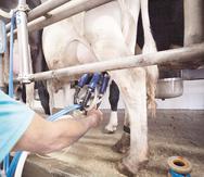 La meta del Departamento de Agricultura es que en la segunda mitad del 2024 las plantas elaboradoras tengan disponible un abasto de leche cruda suficiente y continuo que cumpla con los parámetros establecidos que ayuden a potenciar el sector.