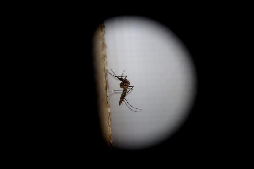 El dengue es una enfermedad causada por un virus que habitualmente se trasmite a través de la picadura del mosquito Aedes aegypti. (EFE)