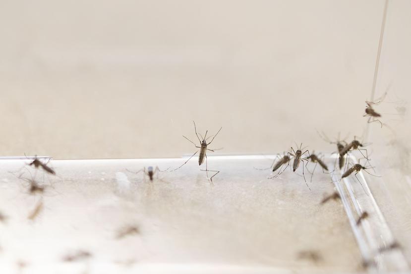 Los meses pico del virus del dengue en Puerto Rico son entre agosto y octubre.