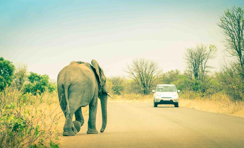 Etosha National Park se puede recorrer en un auto familiar normal. El recorrido sirve para enseñales a los más pequeños la relación de los seres humanos con el reino animal. (Shutterstock.com)