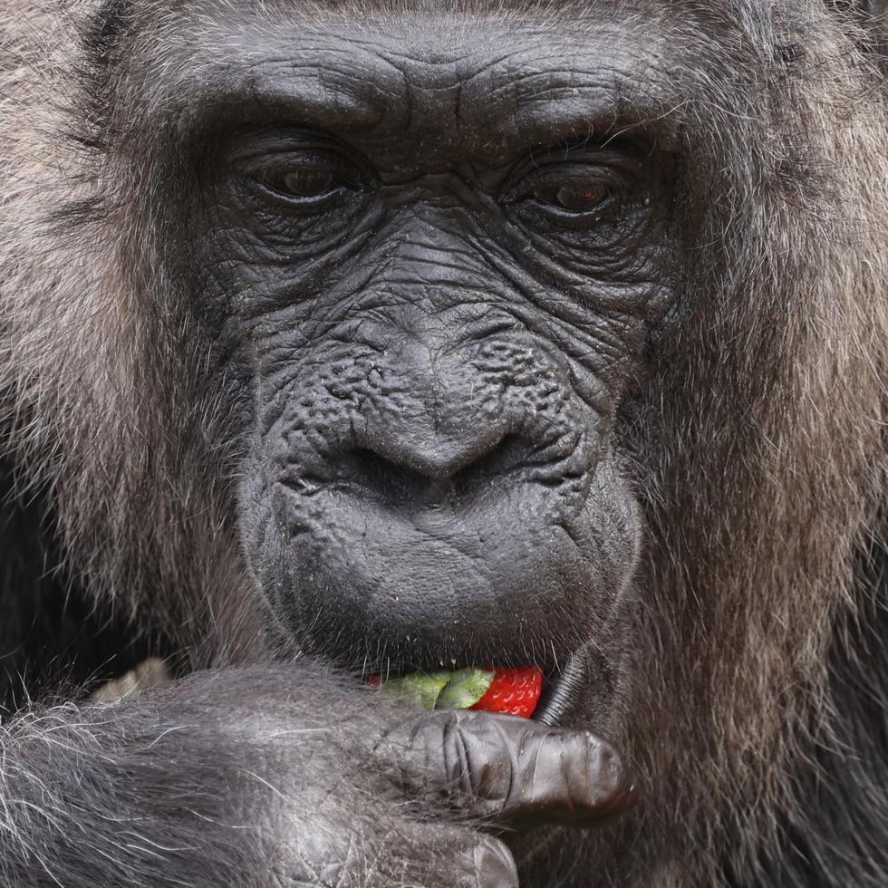 La gorila hembra más antigua conocida en el mundo 'Fatou' come una fresa de una canasta de alimentos en su cumpleaños durante un evento de prensa en el Jardín Zoológico de Berlín, Alemania, este jueves. Fatou ha cumplido 66 años este 13 de abril de 2023. (EFE/CLEMENS BILAN)