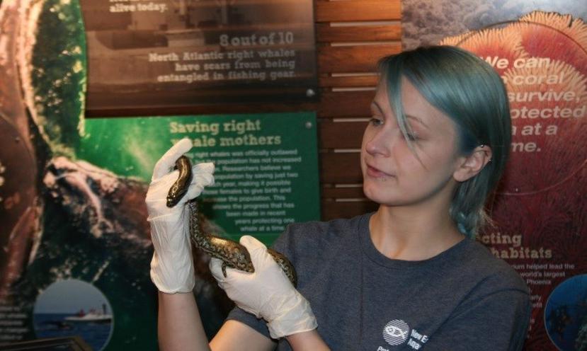 La bióloga del acuario, Tori Babson, sostiene una de las dos crías de anaconda (New England Aquarium).