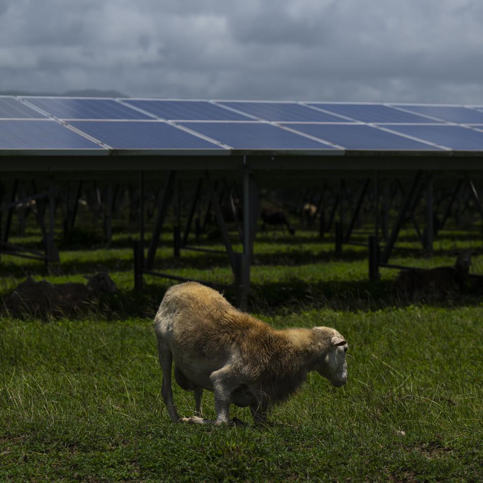 Agricultural Farms or Solar Farms? A debate at the heart of two key issues in Puerto Rico