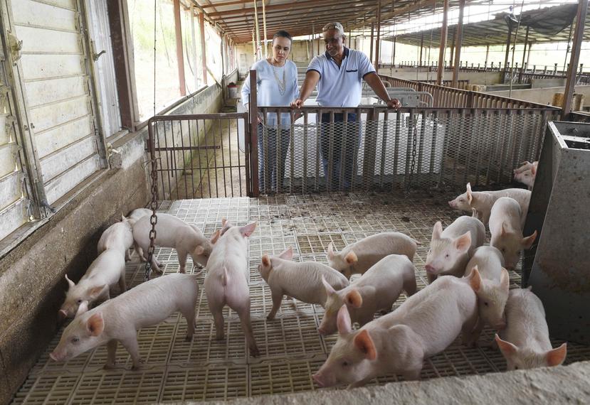 La comisionada Ivelisse Torres Rivera y Ángel Rodríguez, presidente de la Cooporci, visitaron la granja de Agustín López en el barrio Pasto, sector Playita, de Aibonito. (Suministrada)