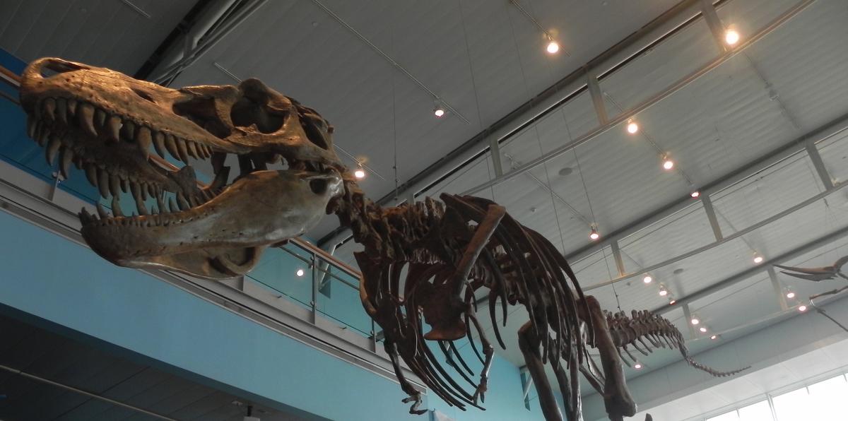 El esqueleto de un didosaurio T-Rex, se muestra en el Museo de las Ciencias de Baltimore. (Wilson Ruiz Ríos/Especial para GFR Media)