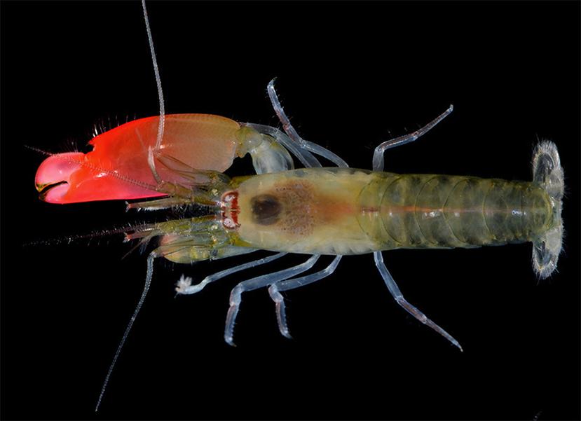 El camarón usa una pinza rosada brillante para crear un sonido suficientemente fuerte para matar pequeños peces. (AP)