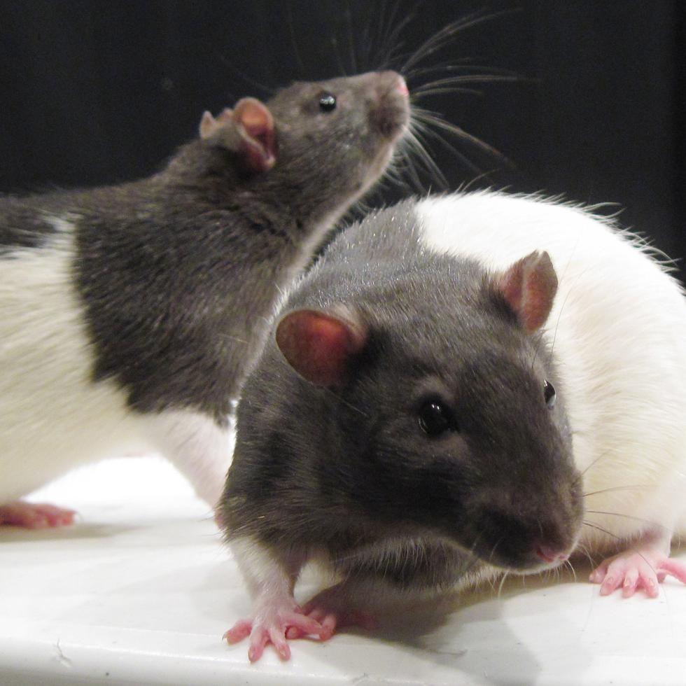 Las ratas muestran una percepción y sincronización con la música similar a la de los humanos cuando el ritmo musical alcanza los 120-140 golpes por minuto, que es el que se utiliza con frecuencia en la composición musical.