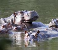 Hipopótamos flotando en una laguna de la Hacienda Nápoles, donde Pablo Escobar supo tener un verdadero zoológico con animales exóticos, hoy convertida en un parque temático. Foto del 4 de febrero del 2021.