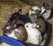 En esta imagen proporcionada por la Sociedad Estadounidense para la Prevención de la Crueldad hacia los Animales (ASPCA) se ven unos conejos en un corral dentro de una casa donde había casi 300 animales.