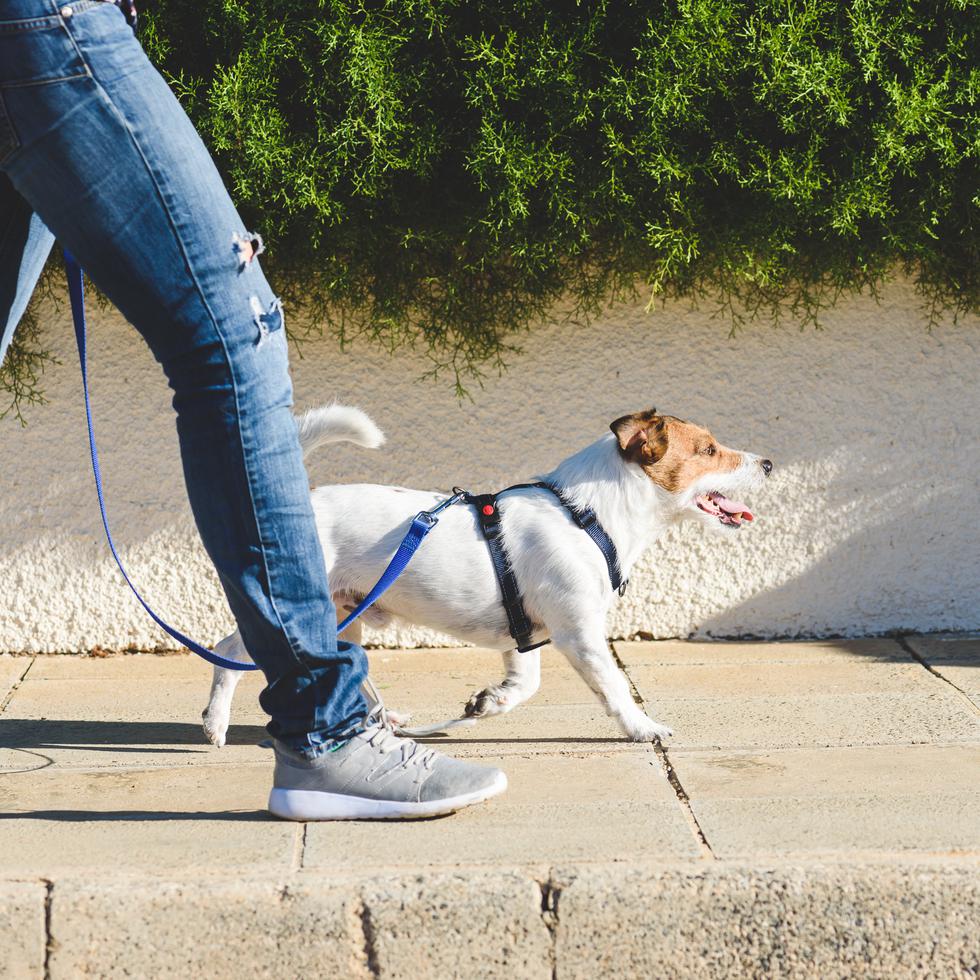Los 10,000 pasos equivalen aproximadamente a cinco millas y fácilmente puedes alcanzarlos saliendo a caminar con tu perro en las tardes.