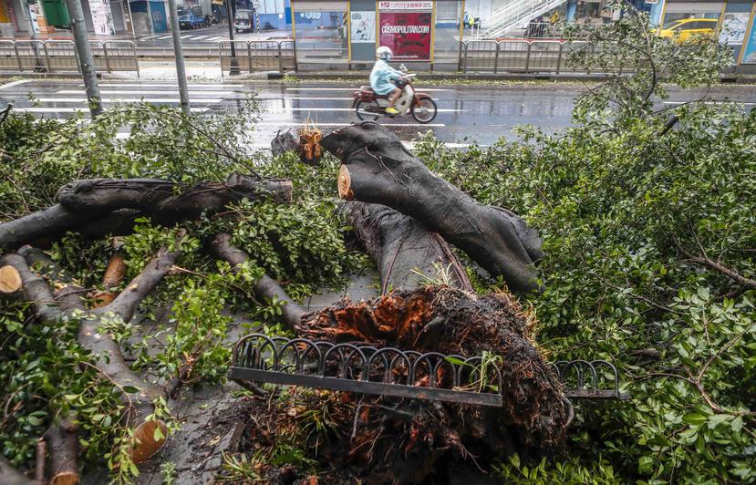 Transeúntes caminan junto a un árbol caído después del paso del tifón María en Taipei, Taiwán. (EFE)