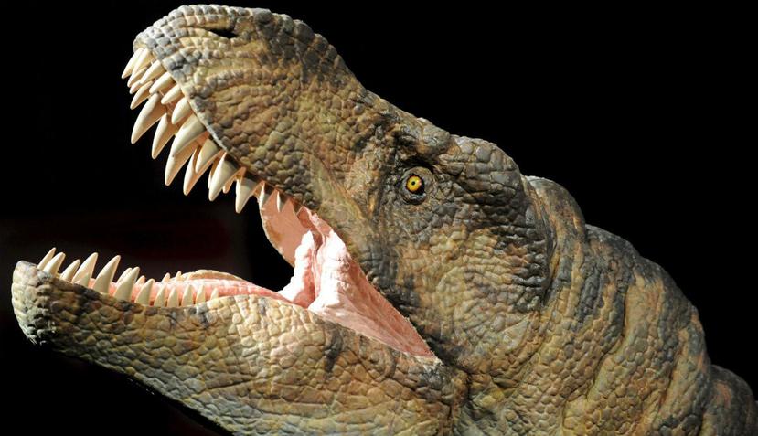 Los dinosaurios no estaban necesariamente en competencia directa para conseguir alimento (EFE).