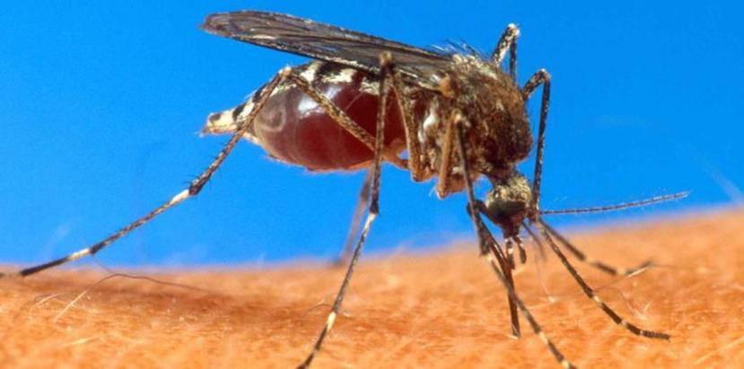 Científicos cubanos comenzaron a irradiar mosquitos en su país con el fin de esterilizarlos . (GFR Media)