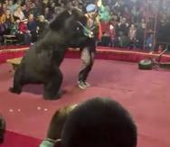 Aún existe autorización en localidades de Rusia para utilizar animales para propósitos de espectáculos como un circo. (AP)