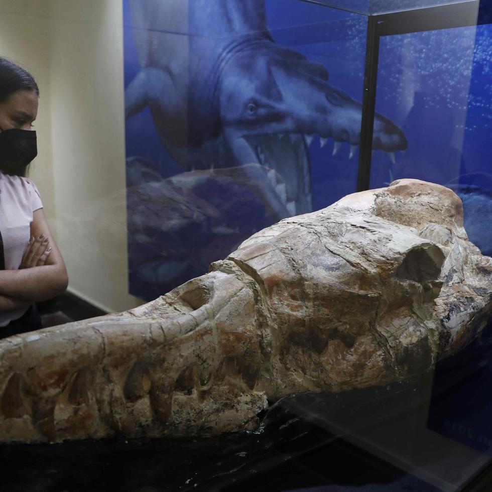 Un fósil marino casi completo de "Babilosaurio de Ocucaje", uno de las mayores cetáceos que se conocen, es presentado en el museo de Historia Natural en Lima, después de haber permanecido entre las rocas del desierto del sur de Perú durante 36 millones de años.