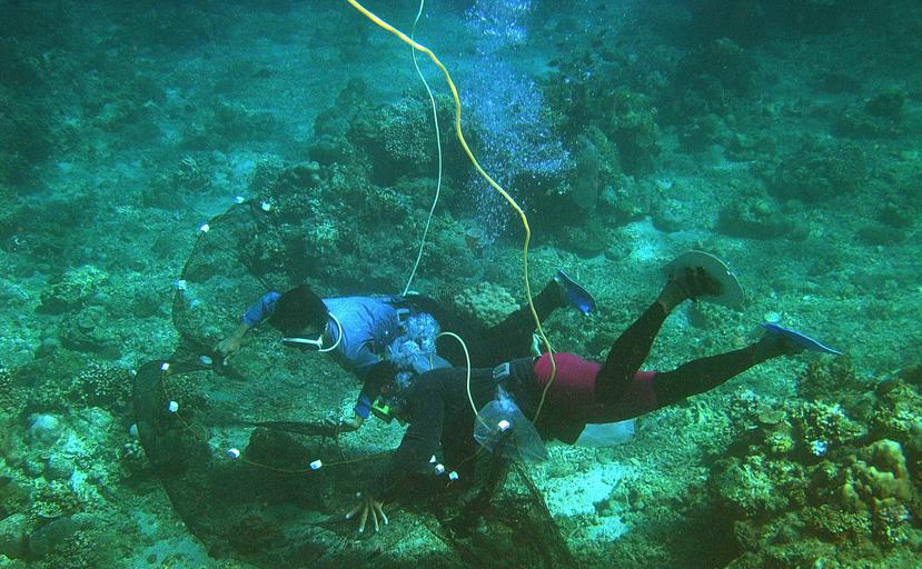 La acidificación del océano está transformando los ecosistemas de alga marina a pastos herbáceos, de manera que se están perdiendo los ecosistemas que protegen a los depredadores medianos. (Archivo / GFR Media)