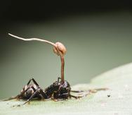 Una hormiga afectada por el hongo Cordyceps.