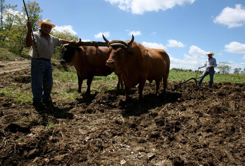 La Reserva Agrícola de la Costa Norte se ubica entre los municipios de Arecibo, Hatillo, Camuy y Quebradillas. (GFR Media)