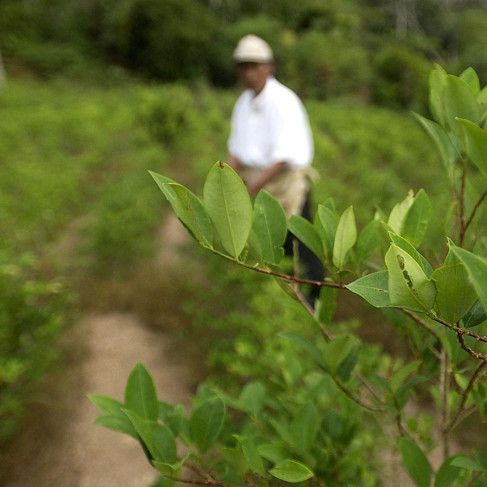 La siembra de 259,000 hectáreas de hoja de coca en abril de 2023 marca un nuevo récord para la producción de esta planta en Colombia.