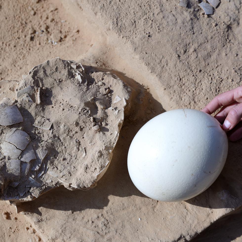 Imagen tomada durante hallazgo de huevos de avestruz en un desierto de Israel.