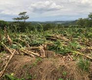 Cultivo de plátanos destruido por el huracán Fiona en la finca de Iván Torres.