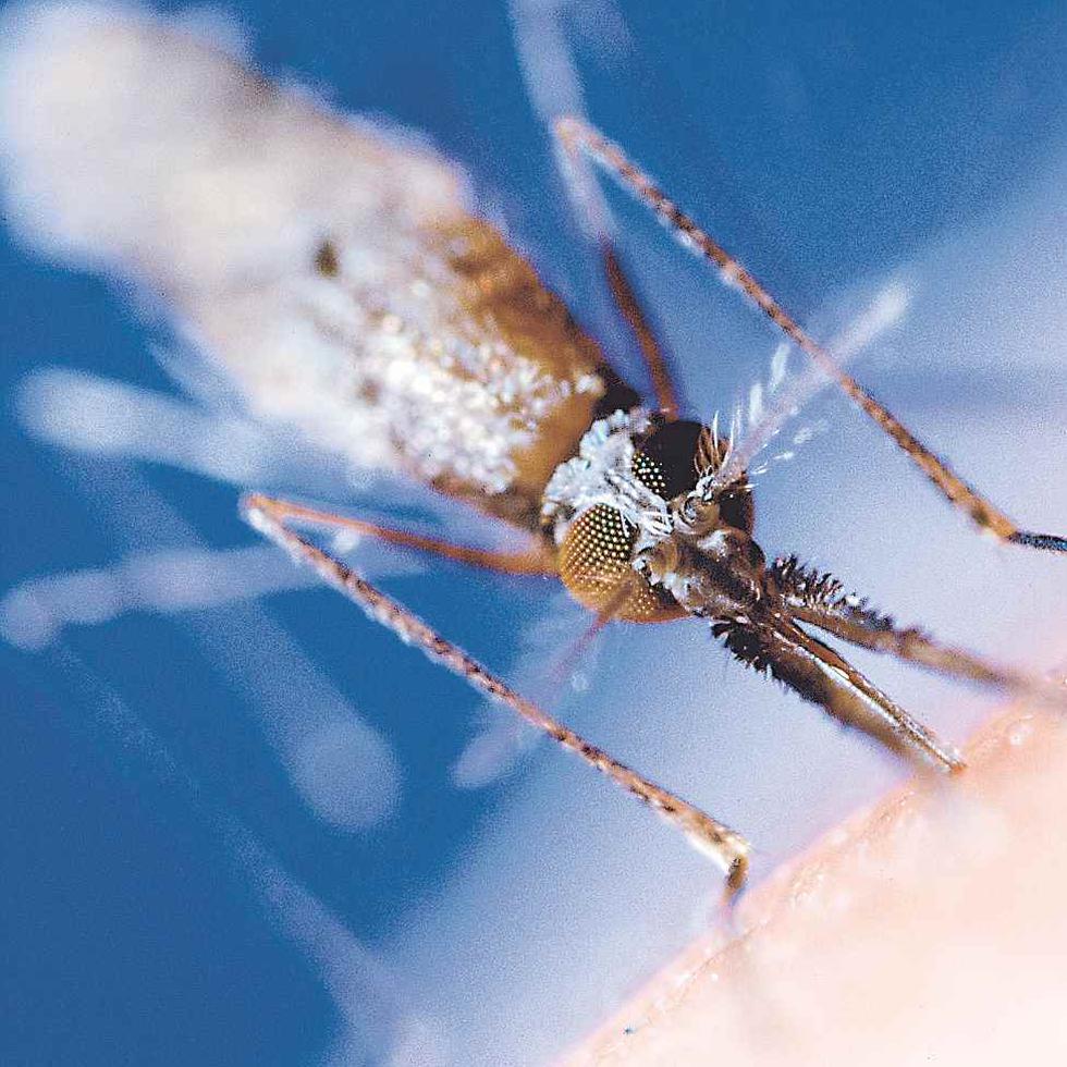 La malaria es una enfermedad grave causada por un parásito, que se puede adquirir a través de la picadura de un mosquito infectado.