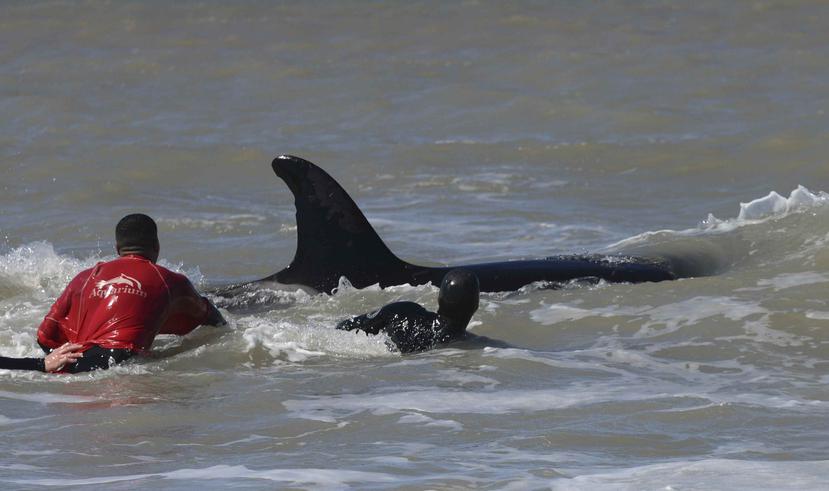 Rescatistas y voluntarios intentan ayudar a una de las orcas. (AP)