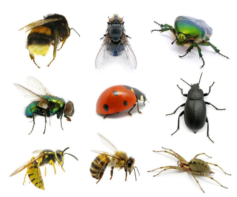 Los insectos están en peligro de extinción. (Shutterstock)