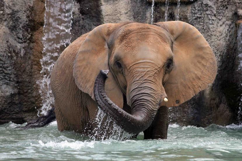 Los legisladores expresaron su oposición al traslado de la elefanta Mundi.  (GFR Media)