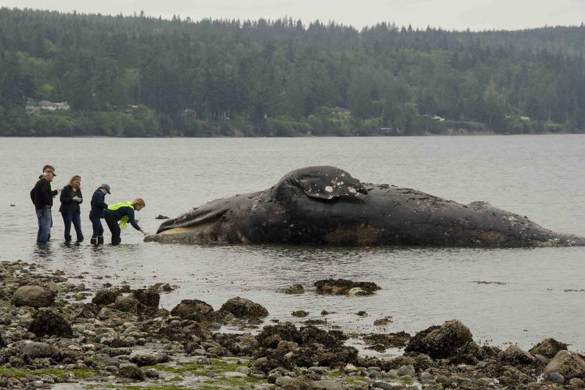 Autoridades examinan una ballena en descomposición que llegó a la costa el martes 28 de mayo de 2019 en Port Ludlow, Washington. (AP/Mario Rivera)