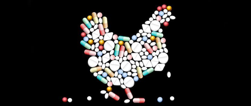 Casi desde que los antibióticos existen, en la industria avícola, así como en la de vacunos, cerdos y salmones, estos fármacos se les han dado a los animales en el alimento y en el agua para que suban de peso más rápido. (Shutterstock)