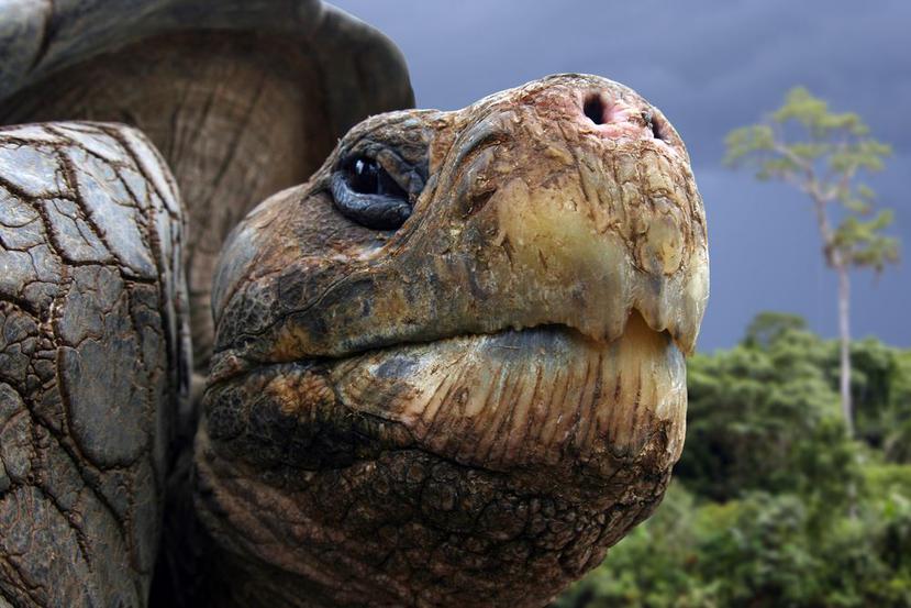 El caparazón del fósil hallado es del tamaño de un auto. (Archivo/Shutterstock)