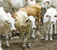 La sequía ha forzado a Ganaderos Borges a sacrificar los becerritos de cuatro o cinco meses para vender la carne como ternera, “así la vaca no tiene que alimentar a los hijos”, afirmó su presidente César Borges.