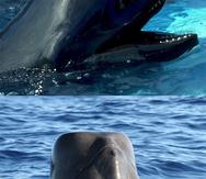 Arriba, un delfín del grupo Shiho (cabeza redonda). El de la izquierda pertenece a la subespecie Naisa (cabeza cuadrada). (Suministrada)