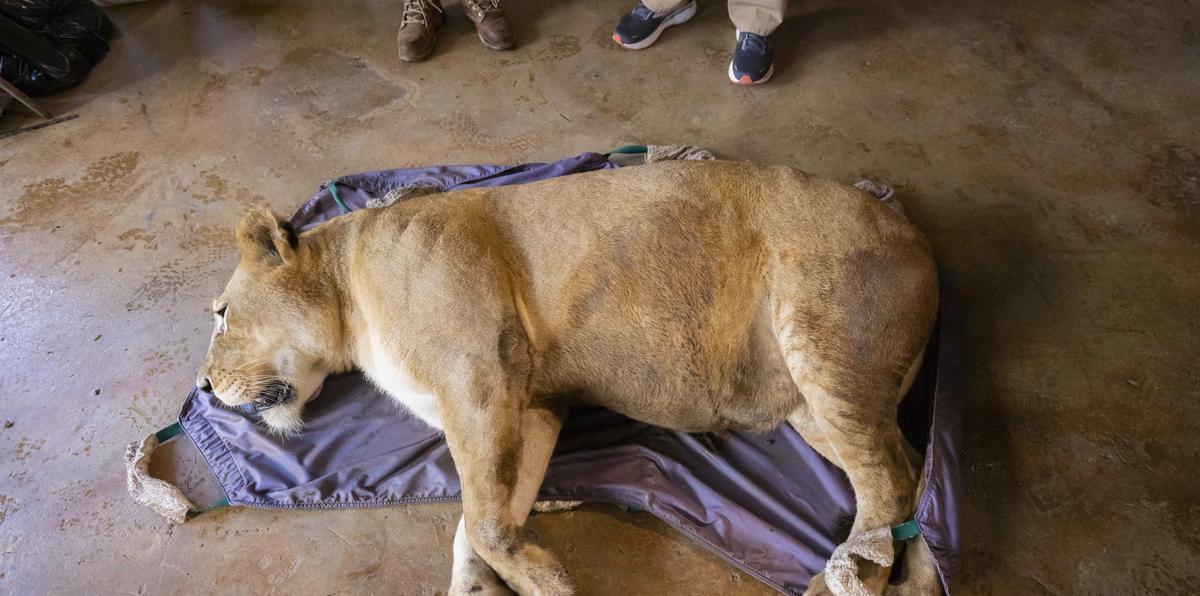 Puerto Rico cerró el zoológico tras años de negligencia, falta de recursos y muertes de animales denunciadas por activistas.