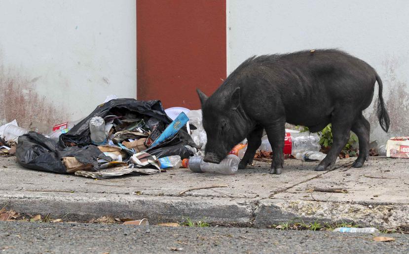 Los cerdos vietnamitas proliferan por las calles de varias comunidades de Santurce y otras zonas del país. (GFR Media)
