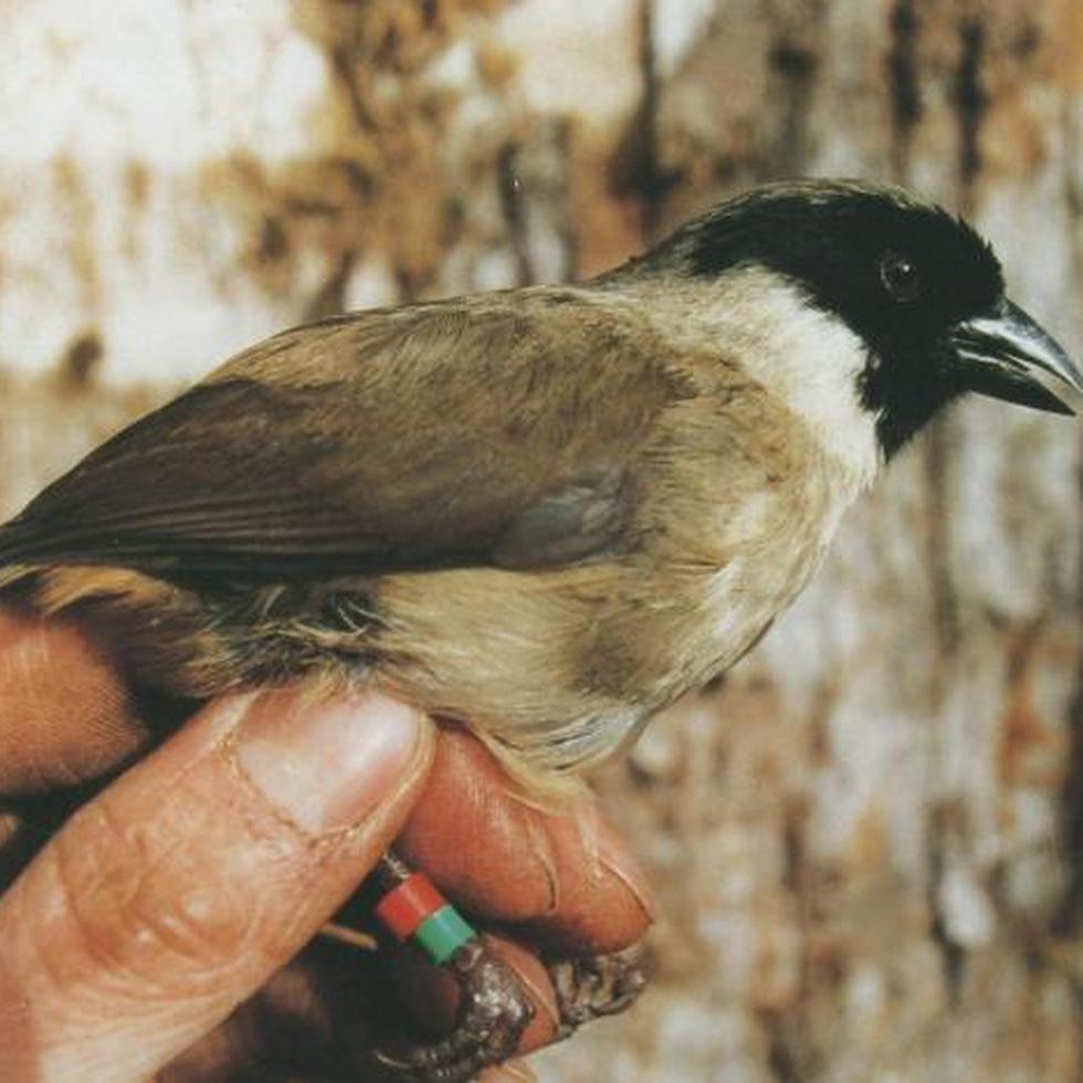El pájaro mielero de rostro negro era una ave endémica de la isla de Maui en Hawai. Se colocó en la lista de protección en 1975, y el último espécimen fue visto en el 2004.