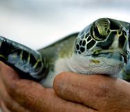 Un empleado sostiene una tortuga verde con una aleta amputada, tras ser rescatada de una masa de desechos en el mar, en la reserva de Khor Kalba en la costa oriental de los Emiratos Árabes Unidos, el 1 de febrero del 2022. Un impresionnate 75% de todas las tortugas verdes muertas y 57% de las caguamas en Sharjah habían comido escombros marinos, incluyendo bolsas plásticas, tapas de botellas y redes de pesca, dice un nuevo estudio del Marine Pollution Bulletin.  (AP Foto/Kamran Jebreili)