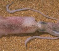 Este calamar habita los manglares y pastos marinos de la costa este de Australia. (Museo Australiano)