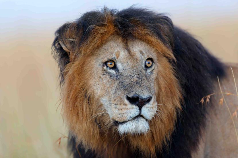 El futuro de los leones de Etiopía reside quizás en el desarrollo de un incipiente turismo. (Shutterstock.com)