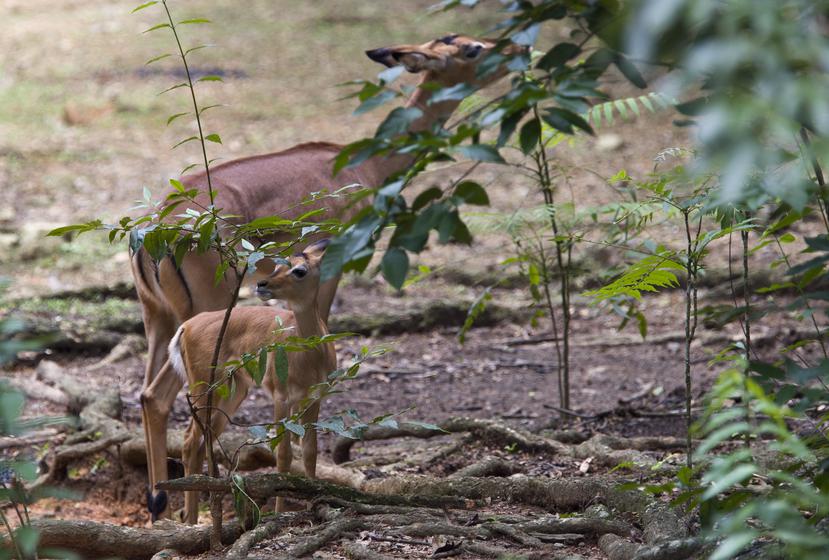 Un impala con su cría en el zoológico de Mayagüez el pasado julio de 2017. (GFR Media)